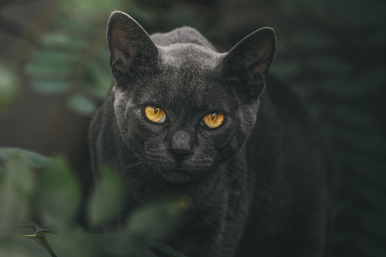 Lookout